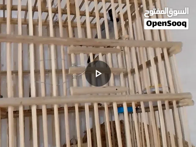 طير بلبل البيع