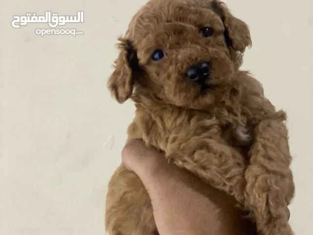 للبيع جراوه بودل