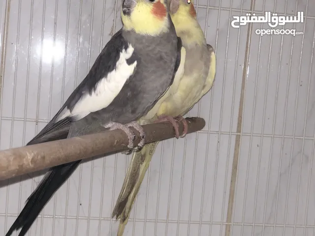 Cockatiels for adoption