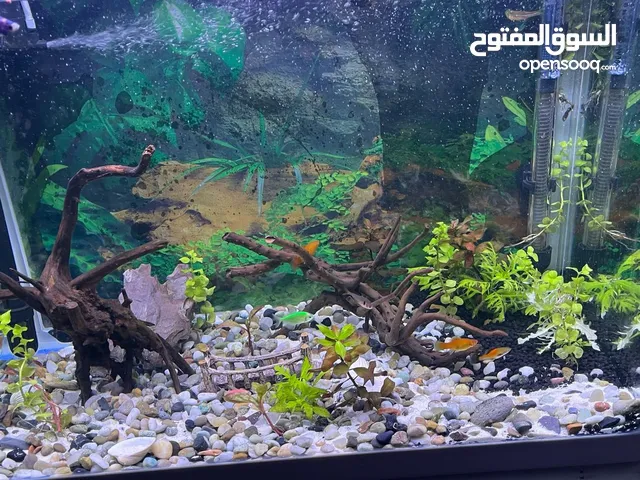 حوض كامري 80 الطول مع ميز
