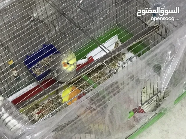 زوج كروان للبيع الذكر متعوب عليه بحق الله لون بسكوتي