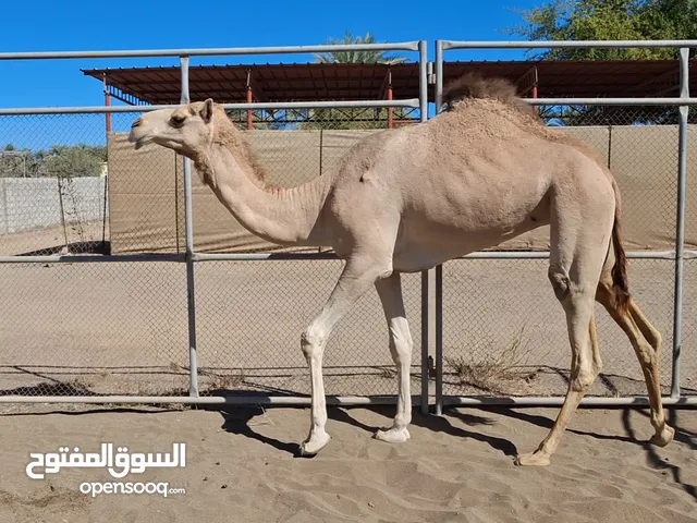 بكره لقيه بنت شاهين عالي