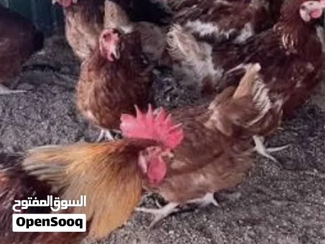ابحث عن دجاج لوهمان الهولندي الاحمر