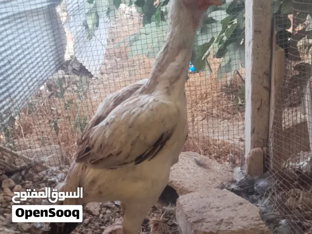 الماني نخب النخب
