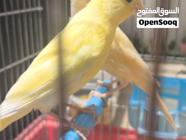 4 ذكورة كناري عين حمره محليات ماشاء الله