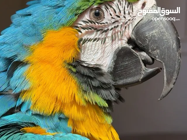 مكاو بلو اند قولد