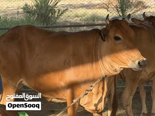 عجله ما ولده فولللل الي يدور زين شي
