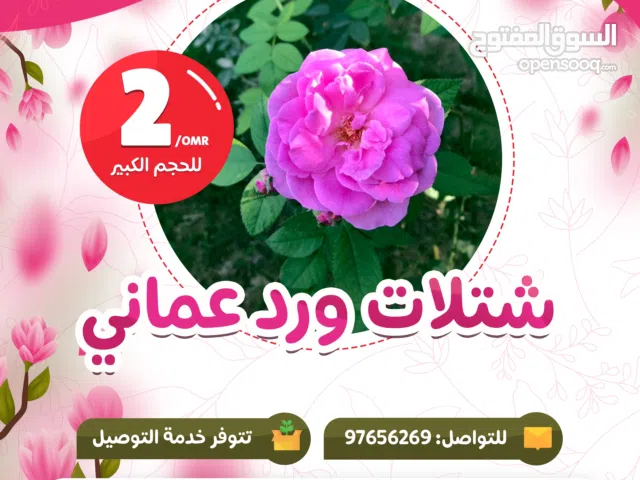 شتلات وأشجار الزينة من مشتل الأرياف أسعار منافسة الأفضل في السوق المعارف نرسری سے پودے اور آرائشی