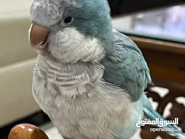 ببغاء كويكر صغير مروض