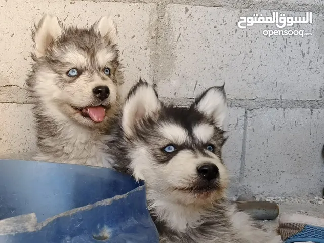 كلاب هاسكي