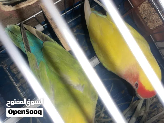 اقرا الوصف ضروري جداً جداً جداً جداً جداً جداً جداً جداً جداً جداً جداً جداً سعر 400 وسااهل