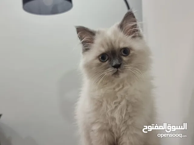 Beautiful, Healthy and Playful Kitten