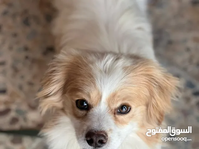 كلب لولو للبيع قيم واخذ ............