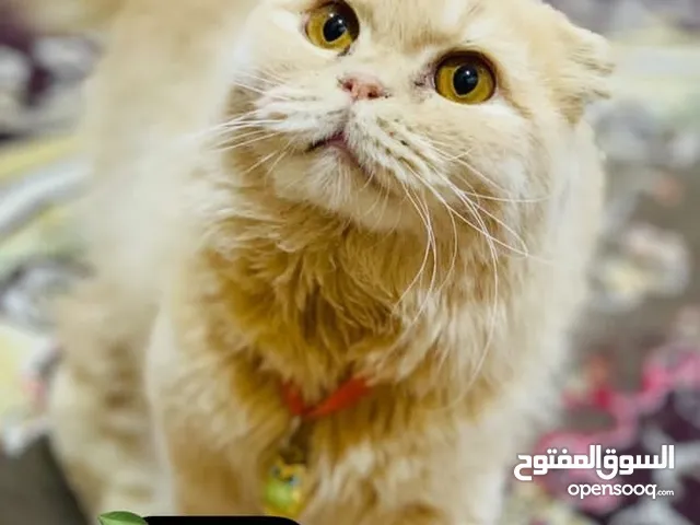 قطط للبيع اسعار كلش رخيصه
