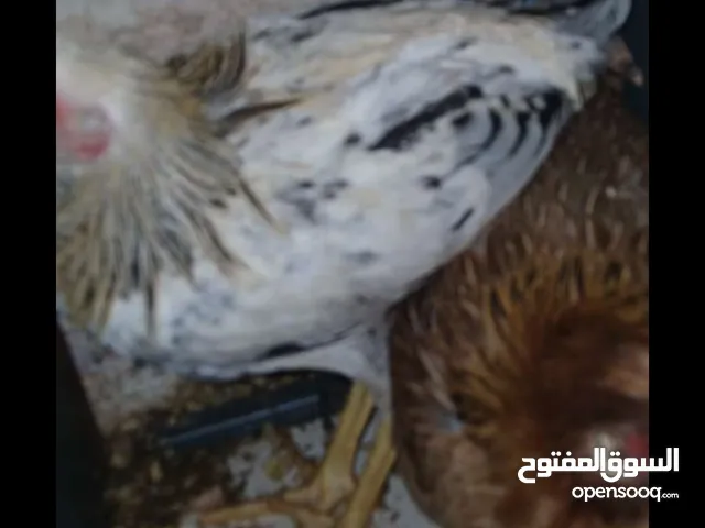 جاجتين وجه بيض واربع صيصان عمر اربع شهور