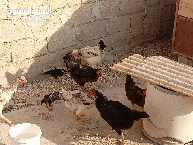 دجاج الماني للبيع دجاج الماني