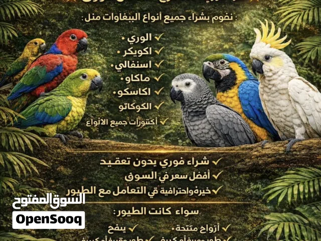 مطلوب / نشتري جميع انواع الببغاوات