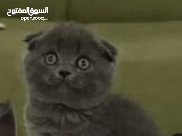 قط سكوتش صغير