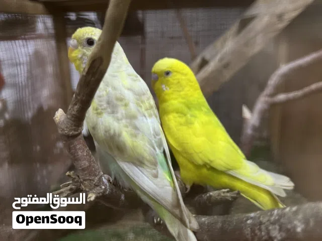 زوج طيور حب