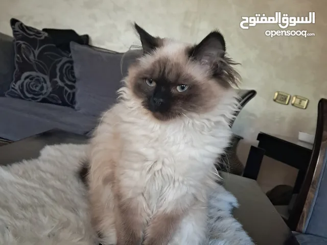 قطه انثى هملايا عمرها 8 شهور
