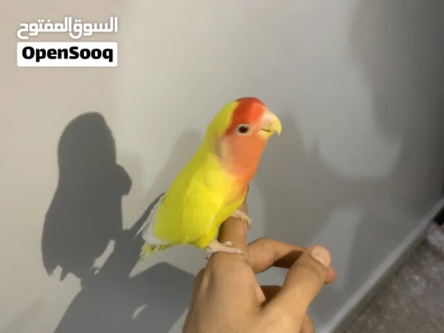 طائر الروز مروض ترويض تام