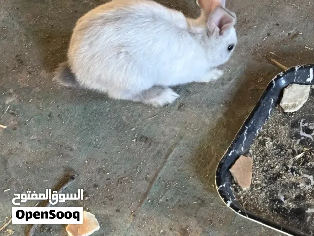 ارانب للبيع هجين العدد 3 العمر واحد 65 يوم و 2 عمر 45 يوم اللوان جميله صحه ونظافه