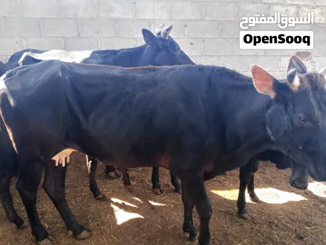 ثيران محليه للبيع