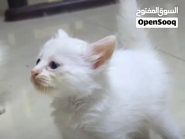 new born kitten
