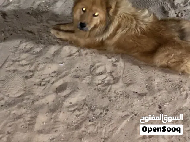 كلب حجمه صغير يلعب معاك
