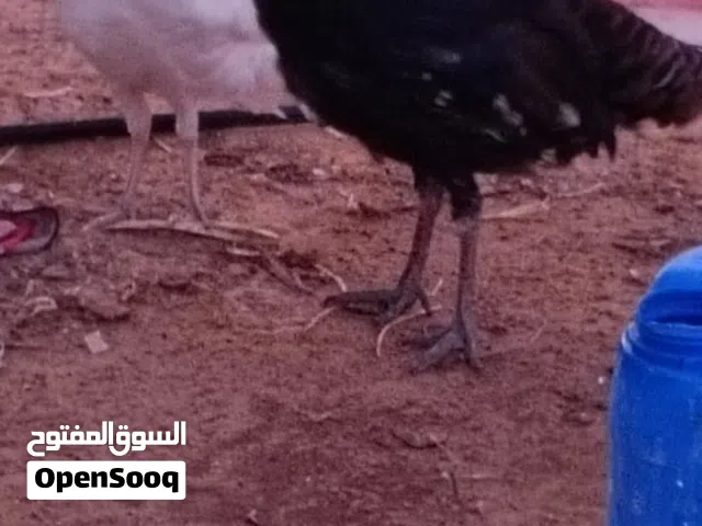 ذكر ديك رومي اكحل الله يبارك