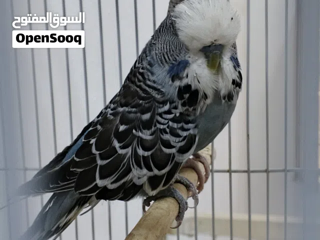 متاح زوج انكليزي طبك جديد حجم خشن