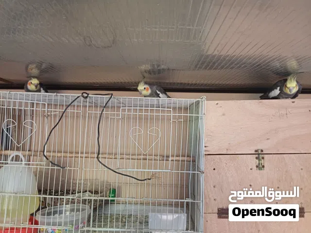 للبيع  ذكر  كوكتيل