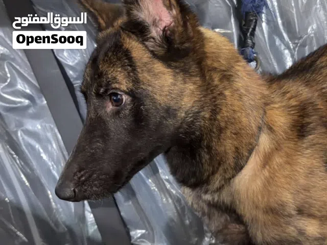 دج مالينوا malino
