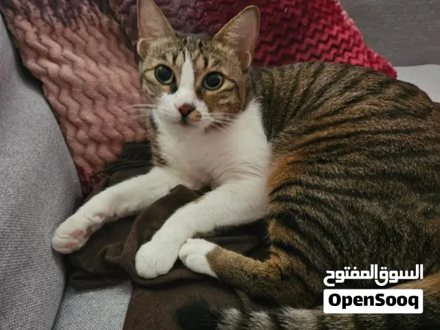 ( للتبني ) قطط معقمة