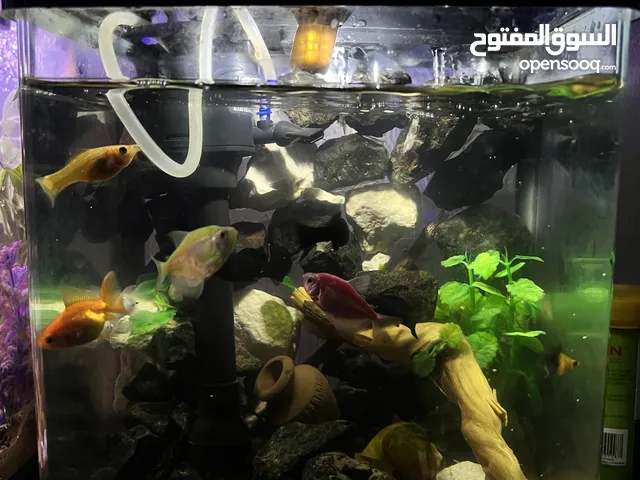 حوض  لوبستر صغير مميز