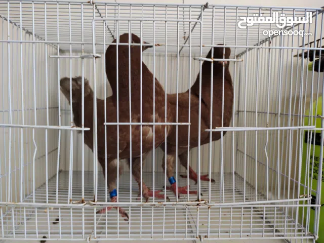 white pegion and brown modena pegion 2months old