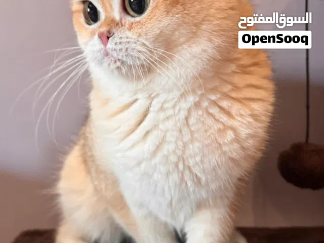 قط للبيع ب 200