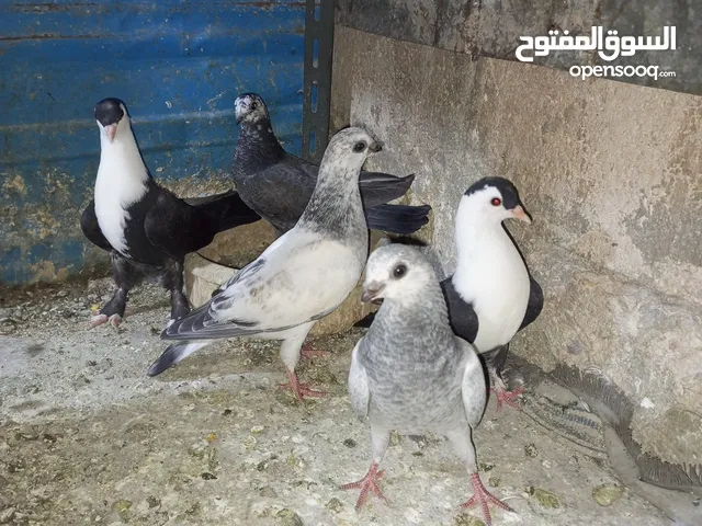 5 فراخ للبيع