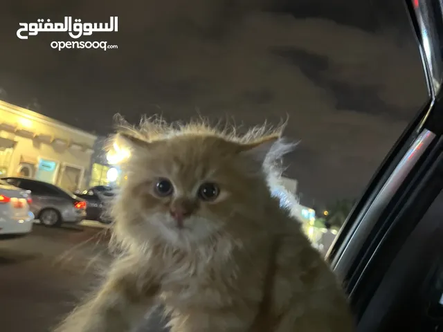 قطه شيرازي عمرها3 شهور للبيع