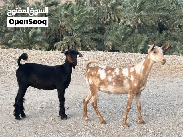 سخلات فل سمنه العمر من6 إلى 7 شهور الحال خالي من جميع العذاريب