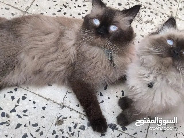 اثنين ذكور هملايا