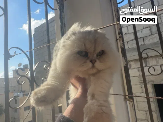 من أجمل وأندر القطط والموجوده في المملكة و ع تحدي بسعرها