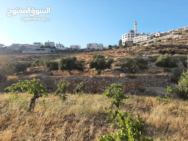 دونم ارض للبيع مراح رباح كوشان طابو