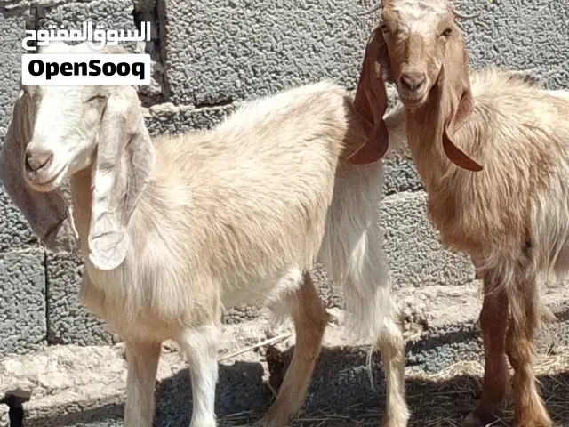 2عنايق توميات مهجنات مقراسيات مبدلات