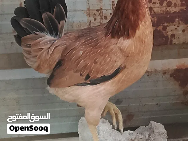 متاح كريمي مطوك وديج شمسي خط اول