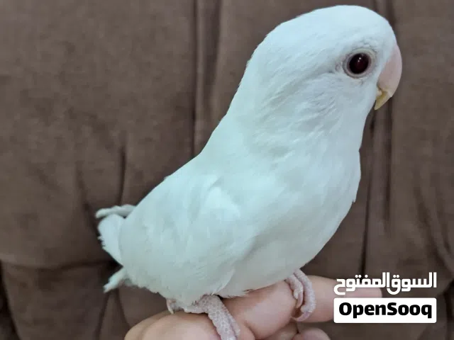 للبيع طير لاف بيرد أليف