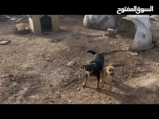 انثى روتوايلر منتجه وحنونه