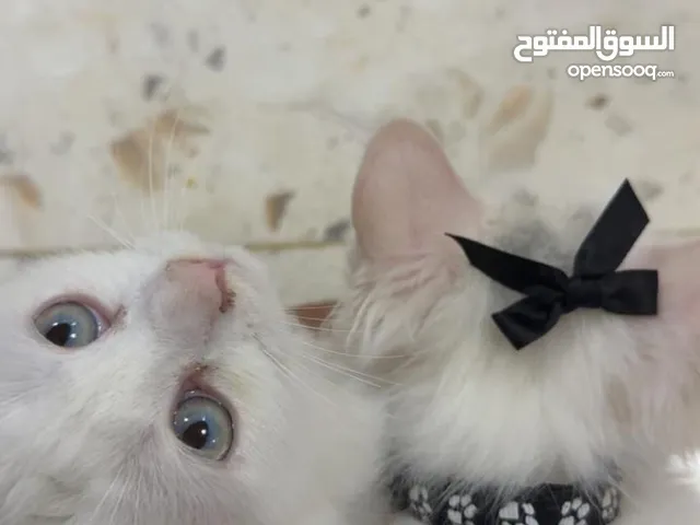 تم تخفيض السر إلى 30 إلي يلحق