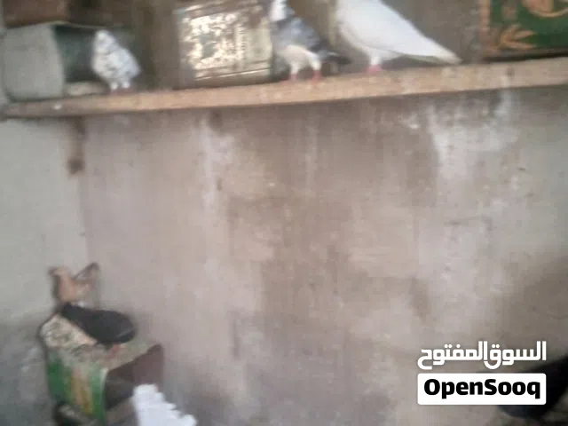 خشة حمام للبيع