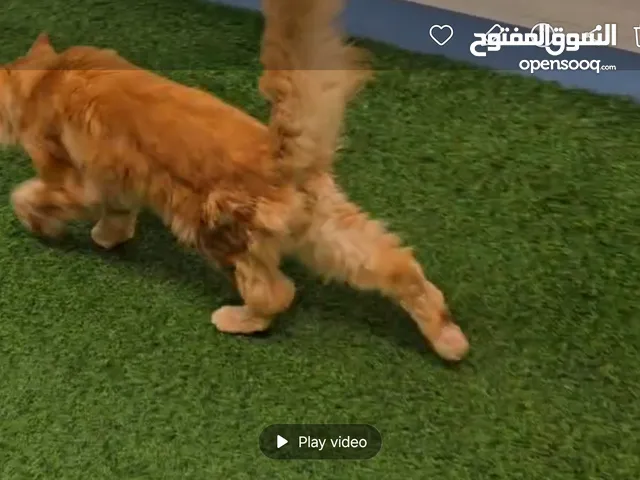 قط ماينكون اصلي